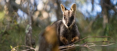 Brush-tailed Rock-wallaby in Oxley Wild Rivers National Park - Photo: Ben Bishop