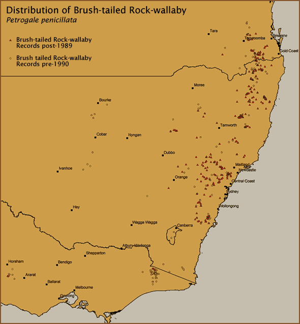 Distribution of Brush-tailed Rock-wallaby