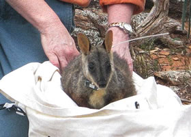 Wallaby release at Warrumbungle National Park